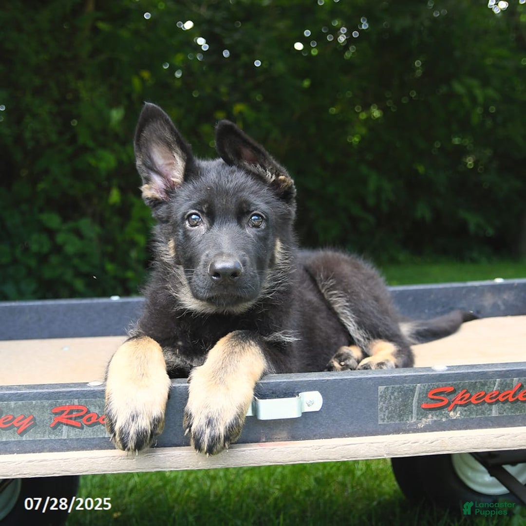 German Shepherd dogs for sale: Jeffry - Image 6