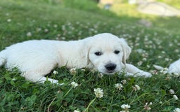 Golden Retriever dogs for sale: Black - Image 4