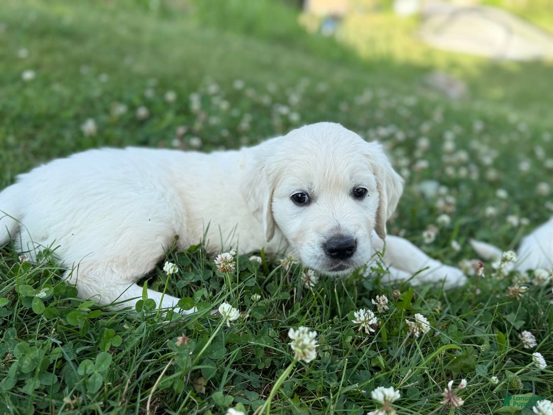 Golden Retriever dogs for sale: Black - Image 4