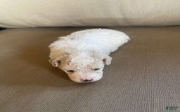 Toy Poodle dogs for sale: Bella - Image 4