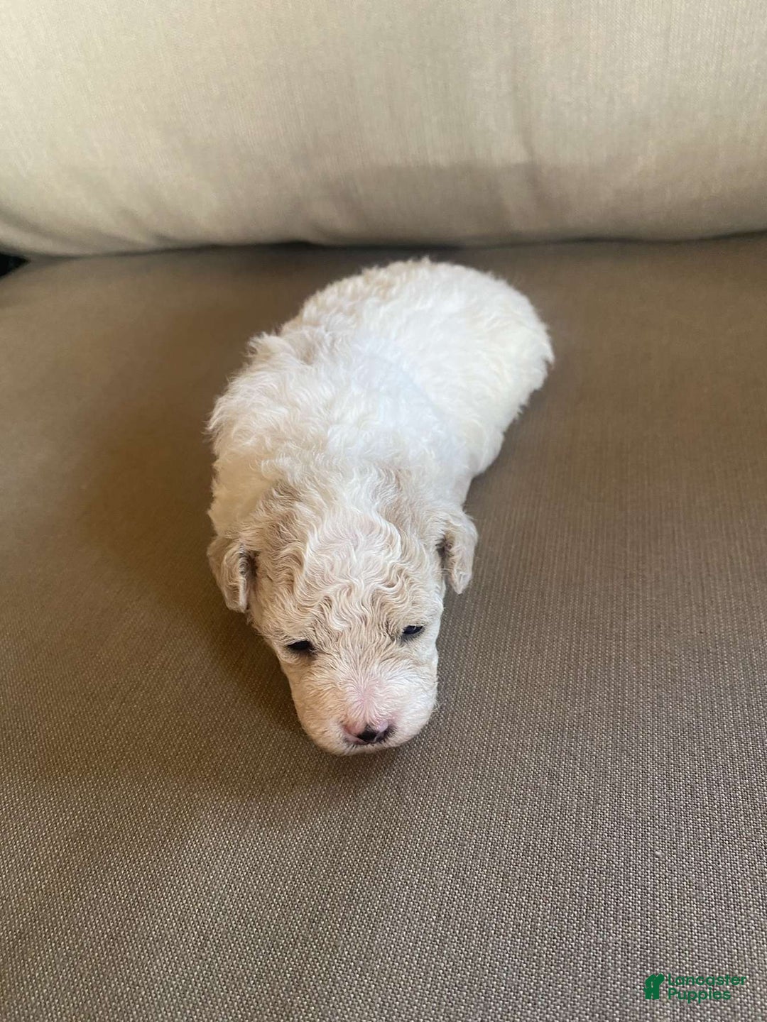 Toy Poodle dogs for sale: Bella - Image 4