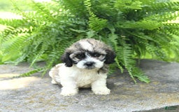 Cavachon dogs for sale: Ophelia - Image 2