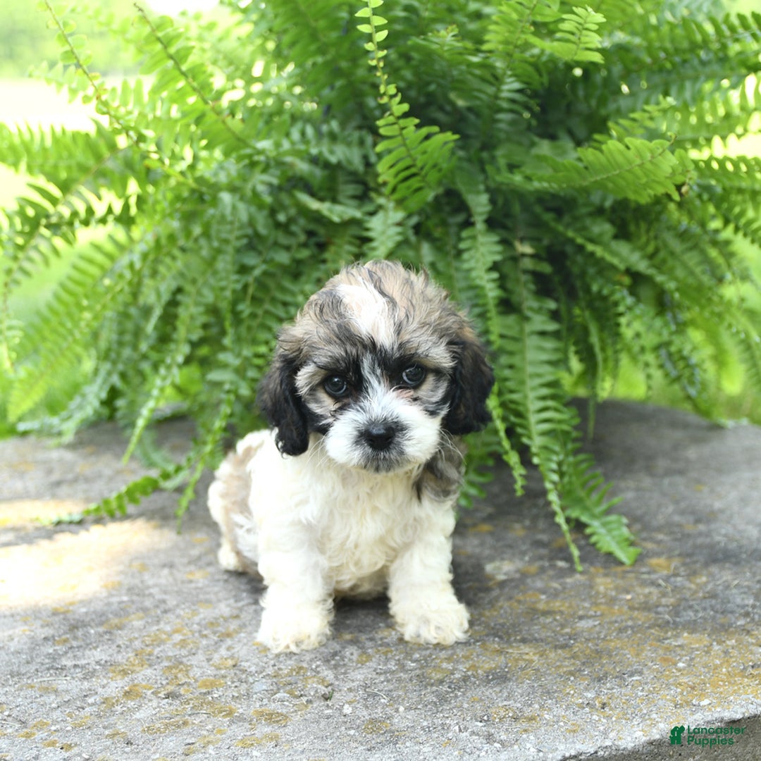 Cavachon dogs for sale: Ophelia - Image 2