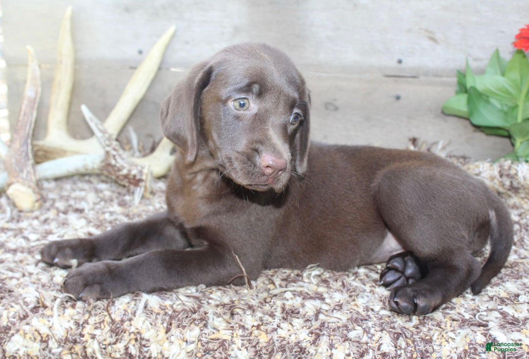 Labrador Retriever dogs for sale: Amelia - Image 2