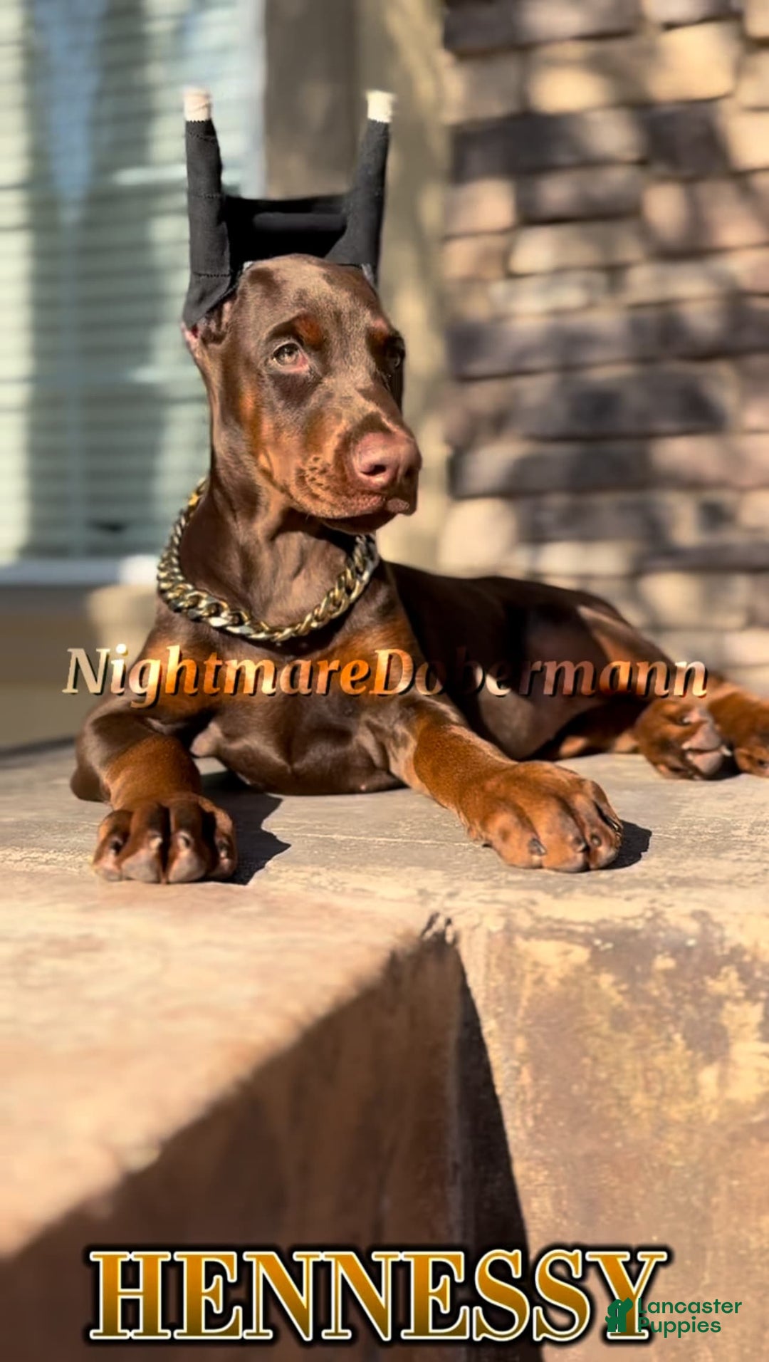 Doberman Pinscher dogs for sale: Hennessy - Image 4