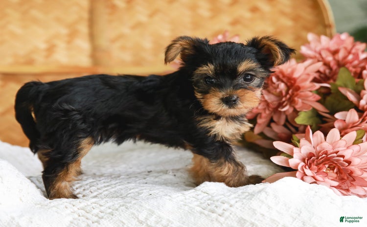Yorkshire Terrier dogs for sale - Ad 1