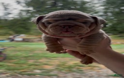 English Bulldog dogs for sale: Girl 2 - Image 1