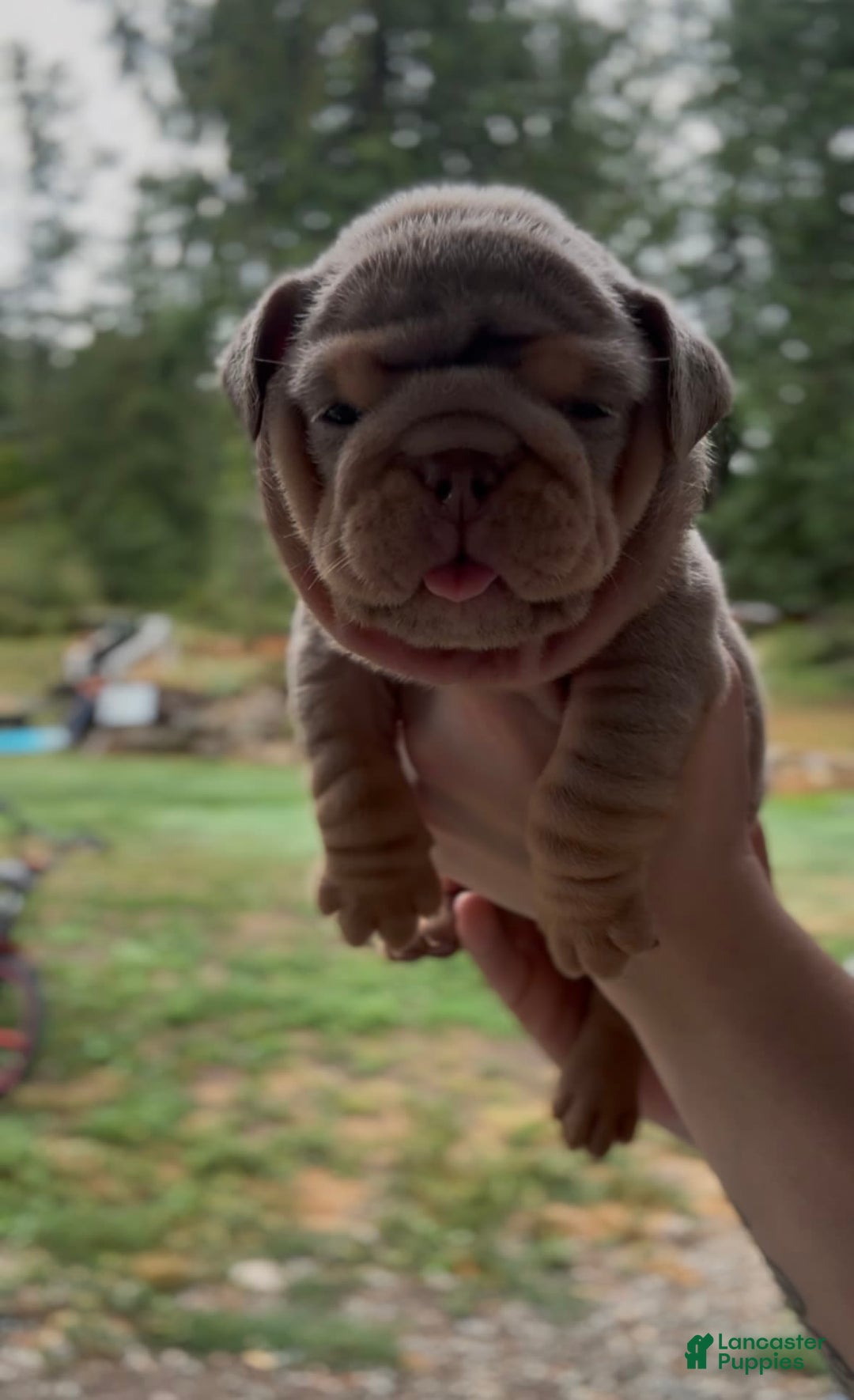 English Bulldog dogs for sale: Girl 2 - Image 1