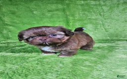 Shih Tzu dogs for sale: Bear - Image 15