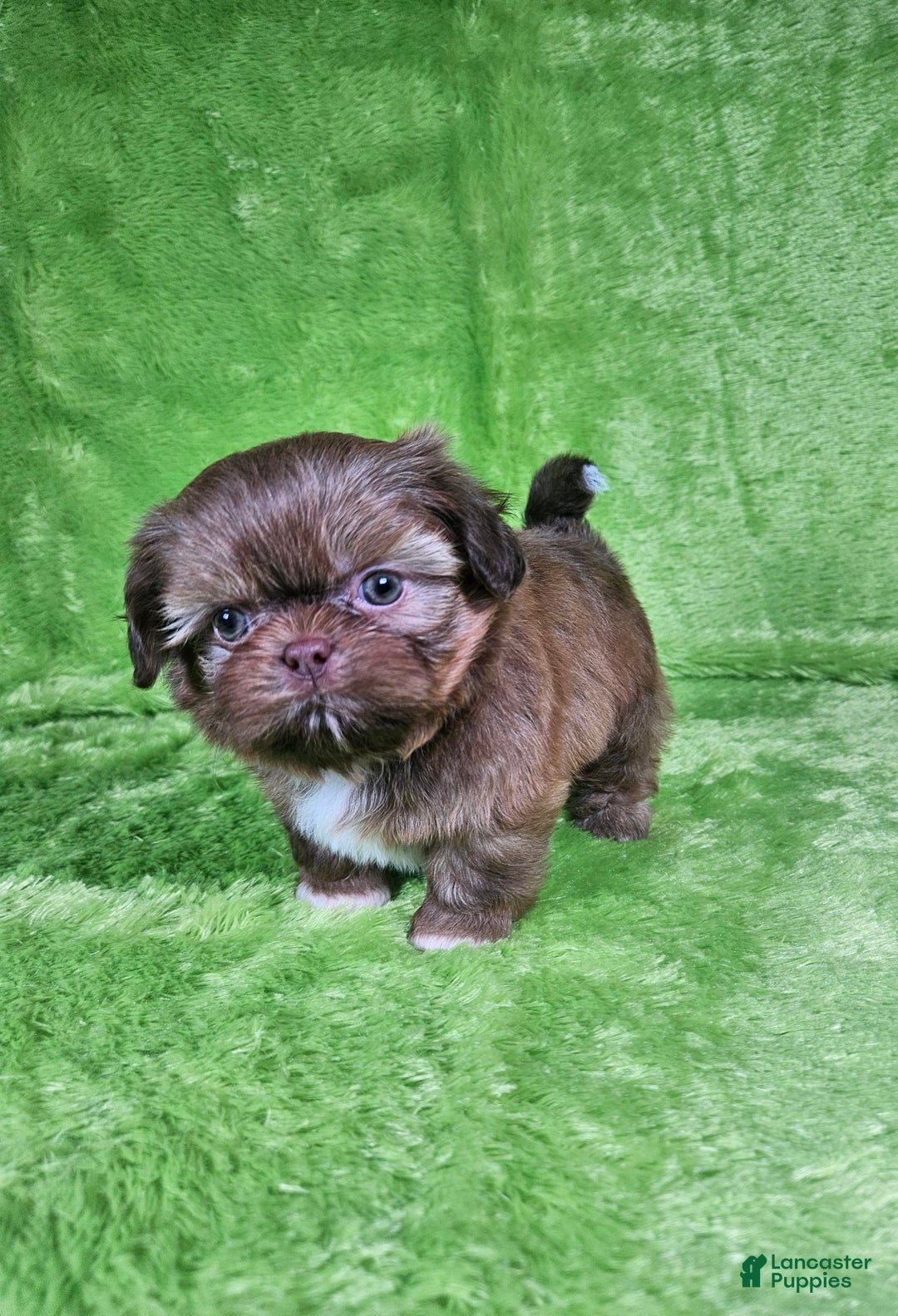 Shih Tzu dogs for sale: Bear - Image 15