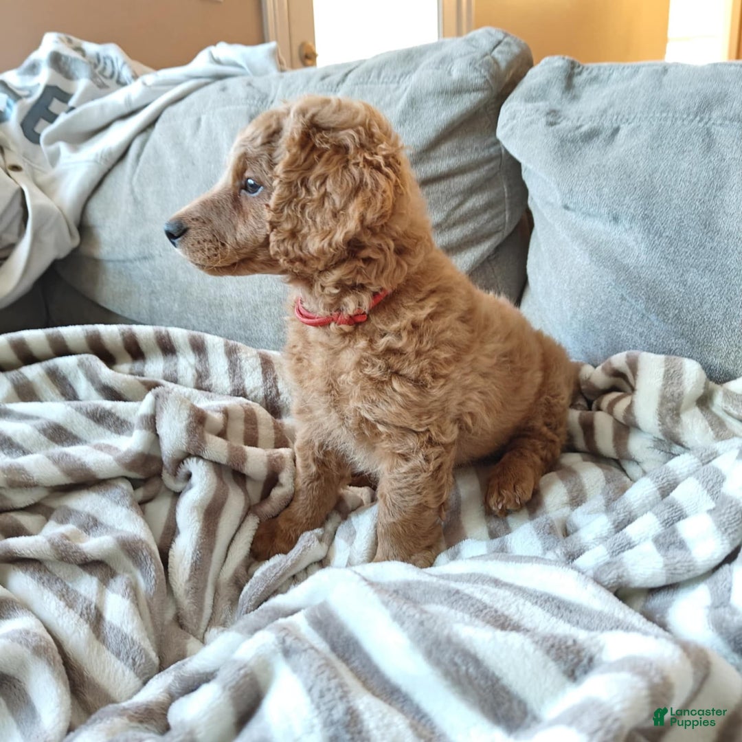 Miniature Poodle dogs for sale: Red - Image 2