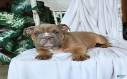 English Bulldog dogs for sale: Reese - Image 1