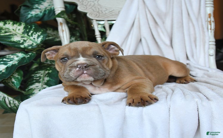 English Bulldog dogs for sale - Ad 2