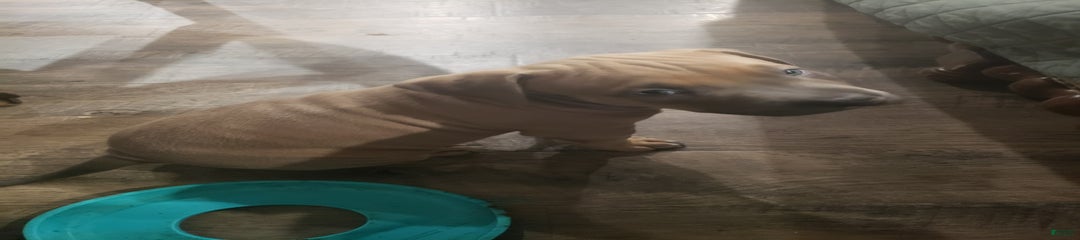 Big Hoss