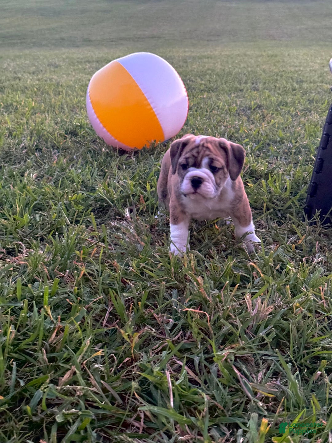 English Bulldog dogs for sale: Nicky - Image 2