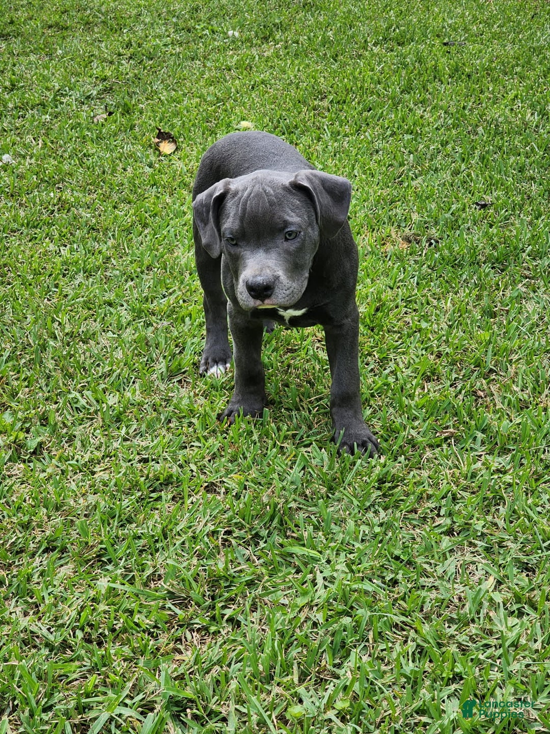 American Bully dogs for sale: Razor Edge Pup - Image 3