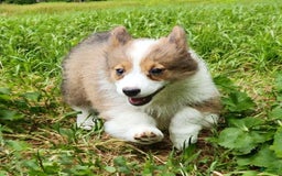 Welsh Corgi Pembroke dogs for sale: Teeka Fluffy - Image 5
