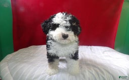 Bernedoodle dogs for sale: Daisy - Image 2