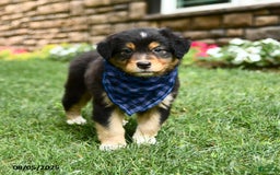 Australian Shepherd dogs for sale: Australian Shepherd 10 puppies - Image 2