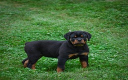 Rottweiler dogs for sale: Bella - Image 3