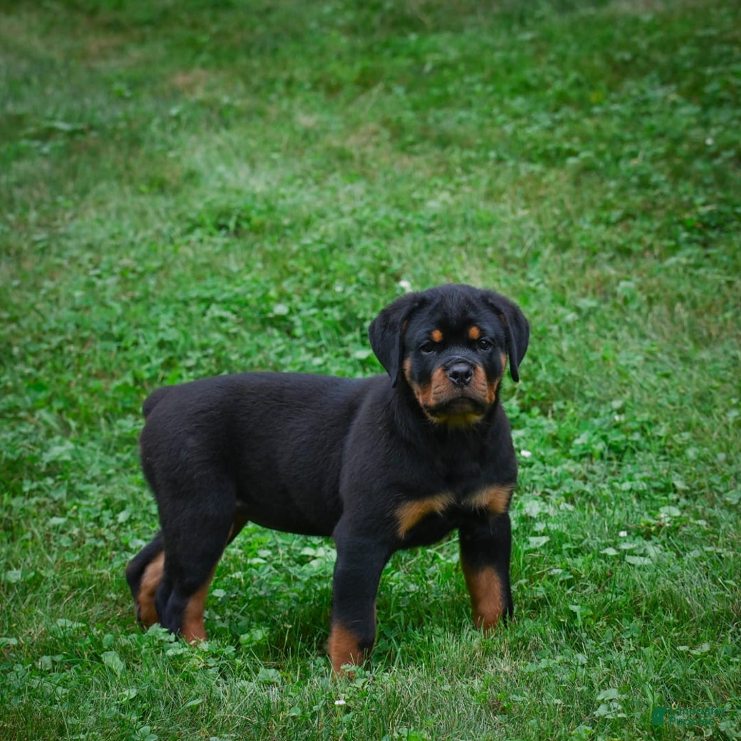 Rottweiler dogs for sale: Bella - Image 3