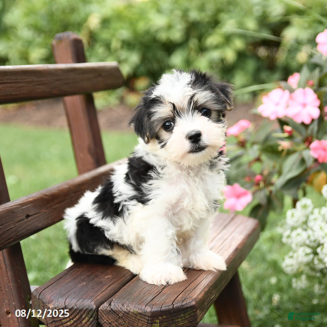 Morkie dogs for sale: Muffin - Image 4