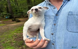 Chihuahua dogs for sale: Lancelot - Image 6