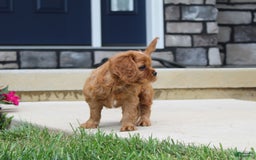 Cavalier King Charles Spaniel dogs for sale: Bentley - Image 21