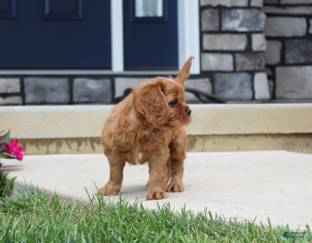 Cavalier King Charles Spaniel dogs for sale: Bentley - Image 21