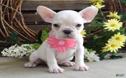 French Bulldog dogs for sale: Fargo - Image 2