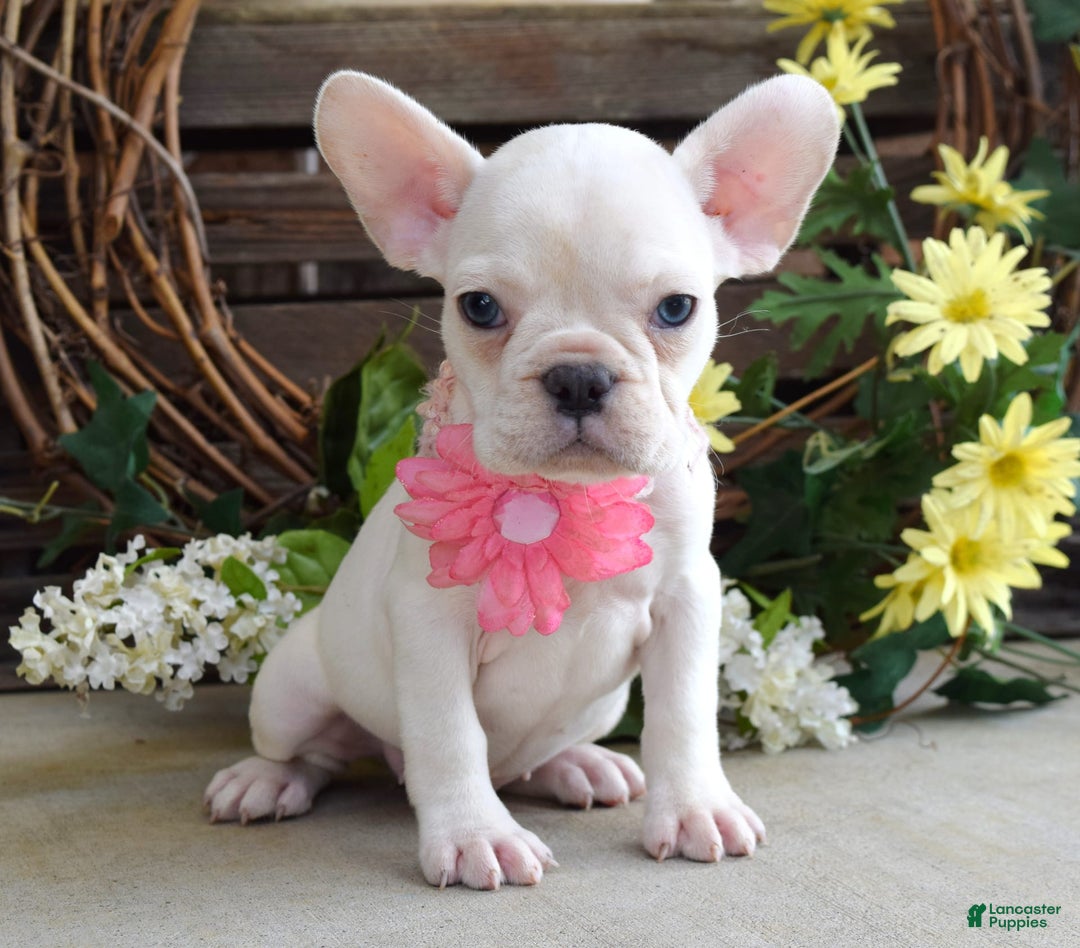 French Bulldog dogs for sale: Fargo - Image 2