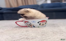 Pomeranian dogs for sale: Mila - Image 9