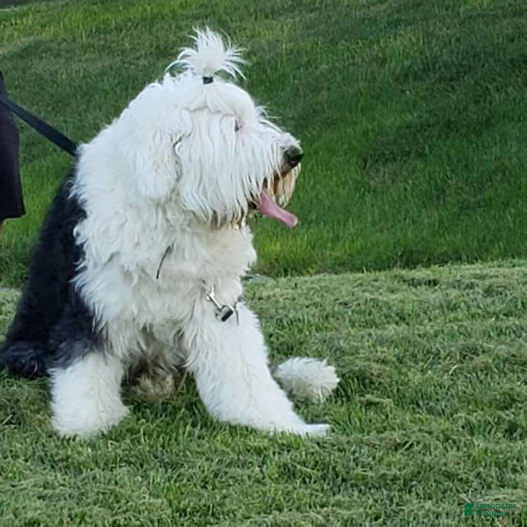 Old English Sheepdog dogs for sale: BODHISATTVA - Image 8