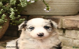 Border Collie dogs for sale: Macy - Image 2