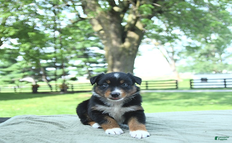 Australian Shepherd dogs for sale - Ad 4