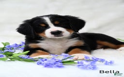 Bernese Mountain Dog dogs for sale: Bella - Image 1