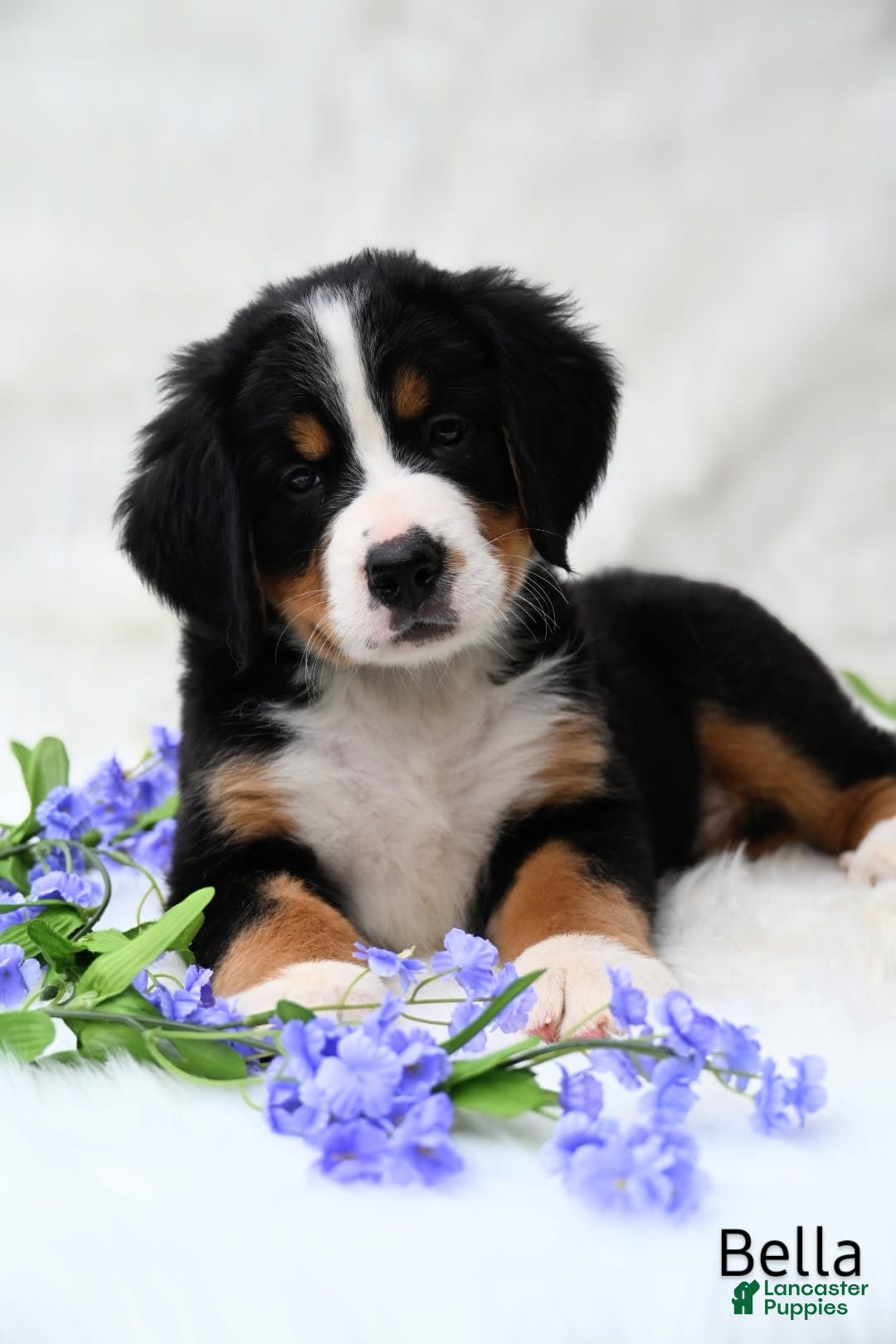 Bernese Mountain Dog dogs for sale: Bella - Image 1
