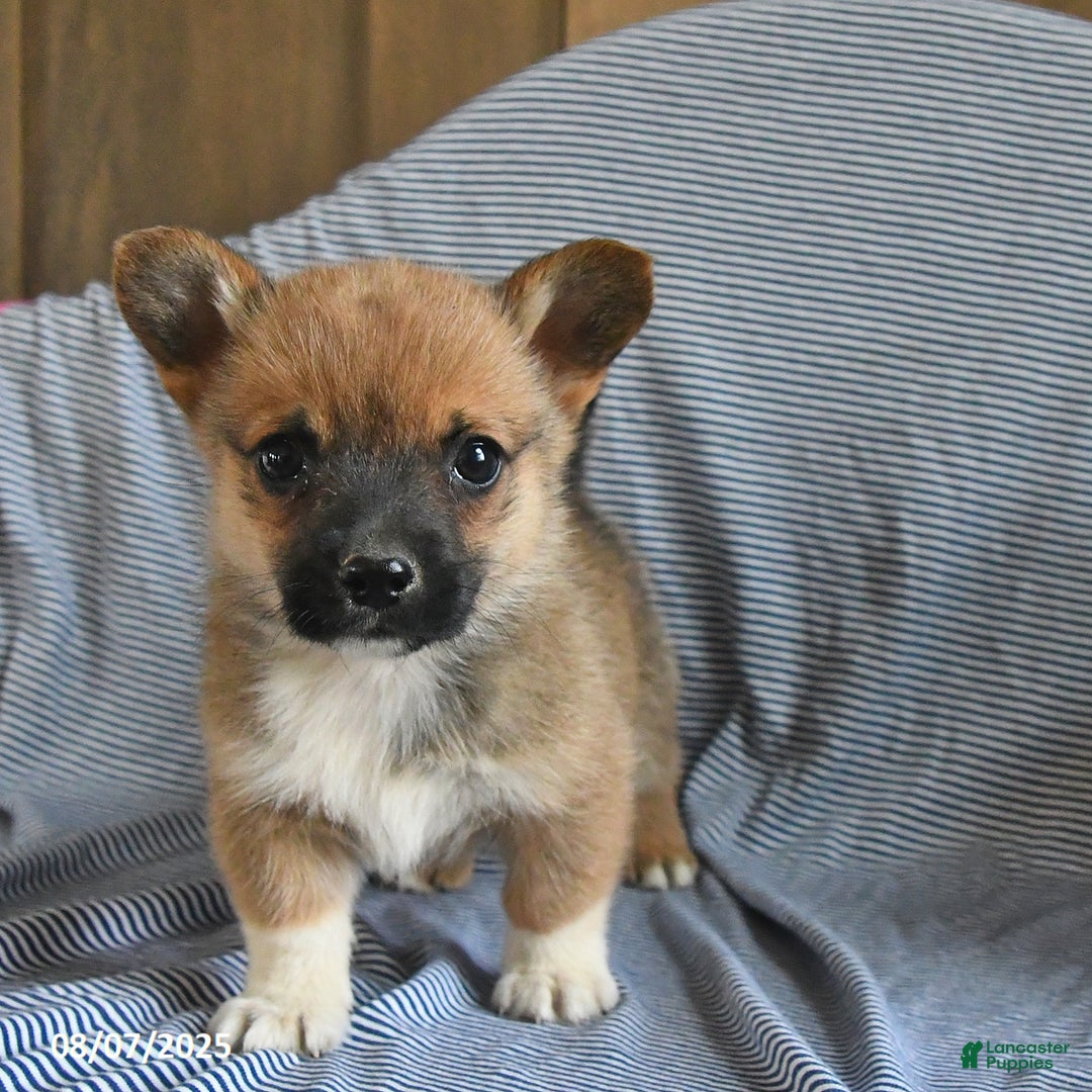Welsh Corgi Pembroke dogs for sale: Chewy - Image 3