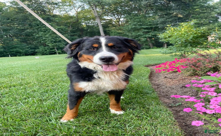 Bernese Mountain Dog dogs for stud - Ad 1