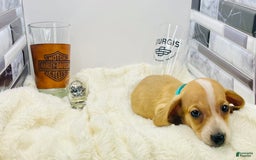 Miniature Dachshund dogs for sale: Jesse - Image 8