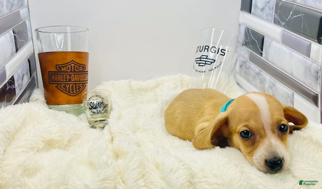 Miniature Dachshund dogs for sale: Jesse - Image 8