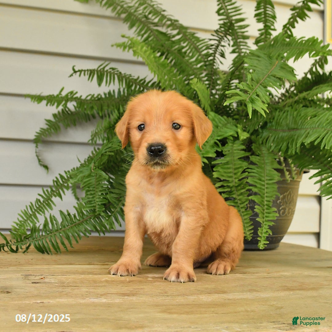Golden Retriever dogs for sale: Milo - Image 2