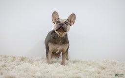 French Bulldog dogs for sale: Garth - Image 12