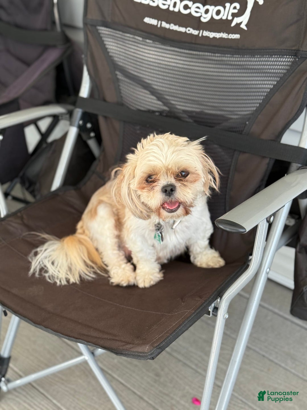 Shih Tzu dogs for sale: Larson - Image 10