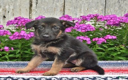 German Shepherd dogs for sale: Crystal - Image 3