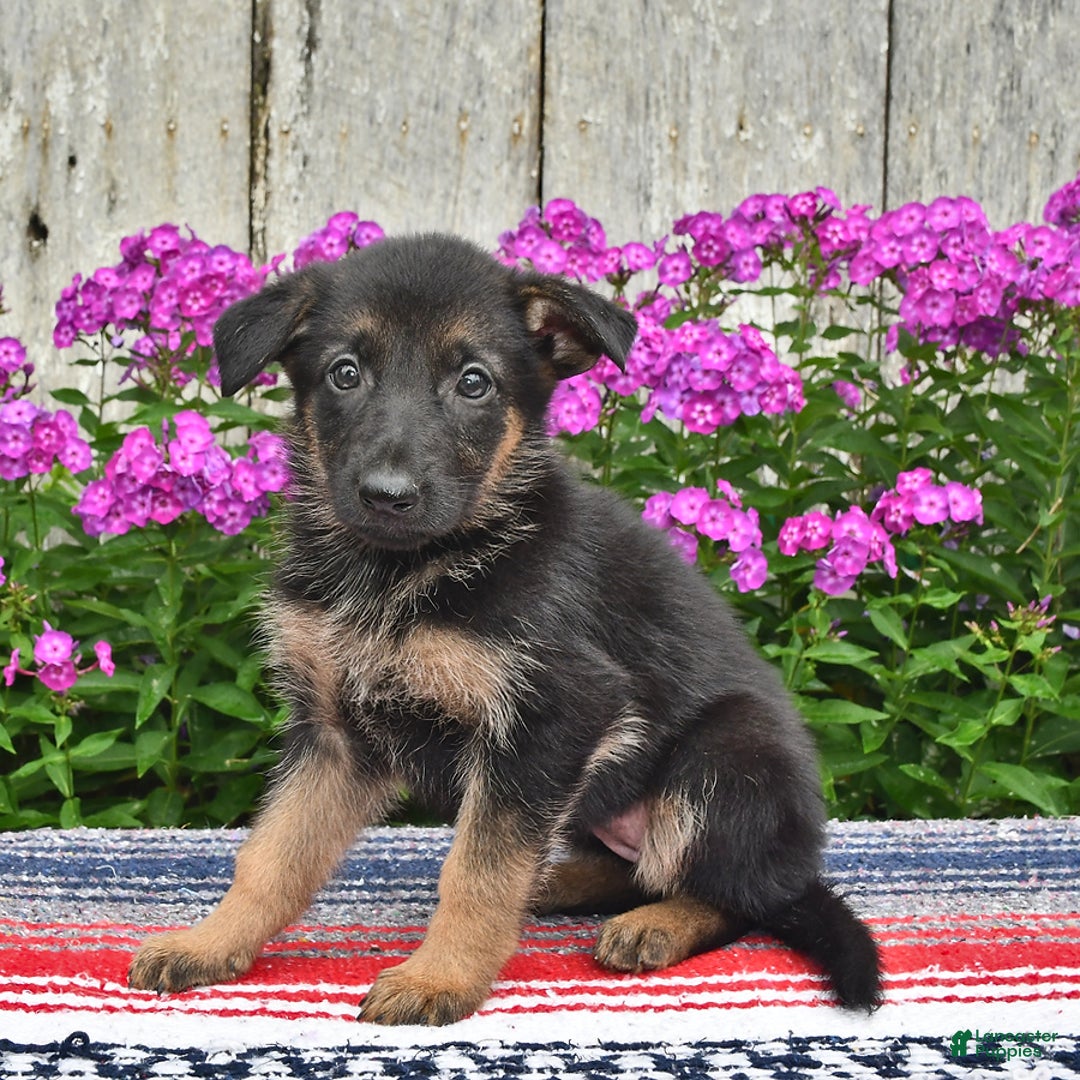 German Shepherd dogs for sale: Crystal - Image 3
