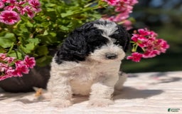 Mini Bernedoodle dogs for sale: Sophie - Image 6
