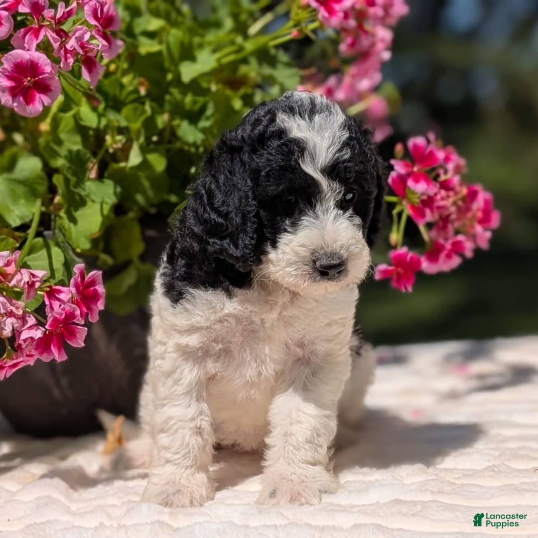 Mini Bernedoodle dogs for sale: Sophie - Image 6