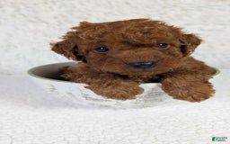 Mini Goldendoodle dogs for sale: Keebler Blue Collar Toy Size - Image 3