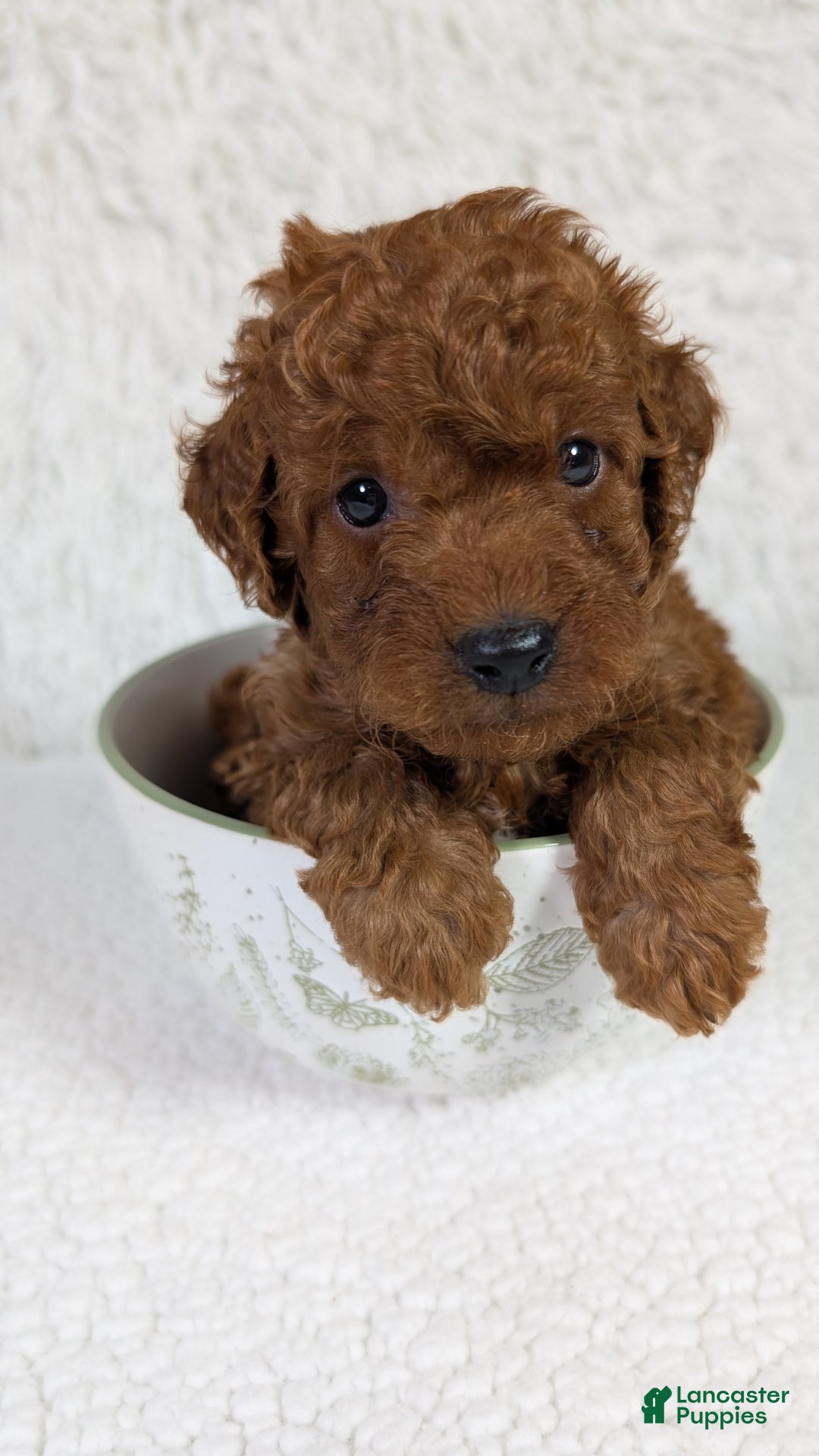 Mini Goldendoodle dogs for sale: Keebler Blue Collar Toy Size - Image 3